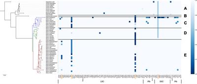 Gene Loss, Pseudogenization in Plastomes of Genus <mark class="highlighted">Allium</mark> (Amaryllidaceae), and Putative Selection for Adaptation to Environmental Conditions